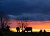 HOrses by Bob Doucette