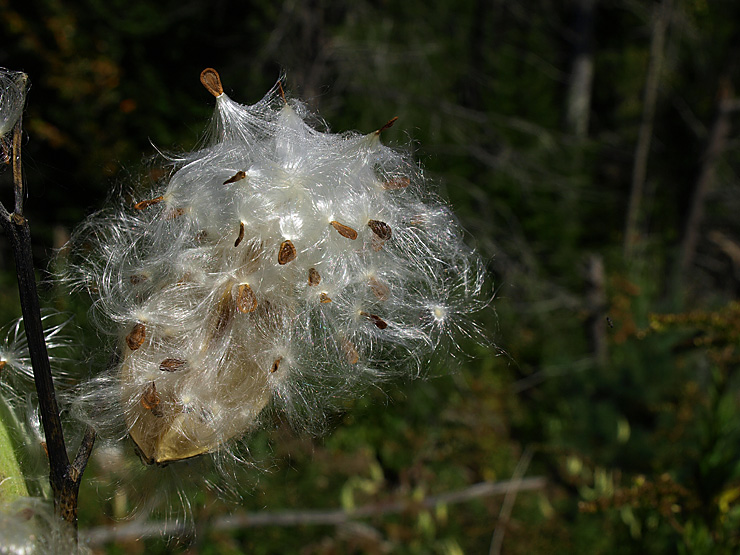 Milkweed