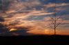 Lonely Tree by Bob Doucette