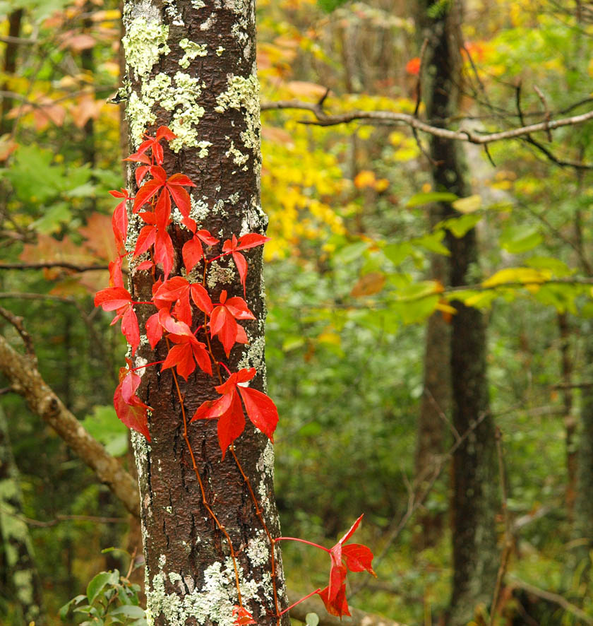 First Foliage