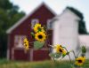 Sunflowers by Bob Doucette