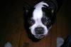 Mickey Hates The Camera by George Zimmerman