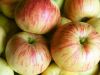 Apples by Colin Hammerton