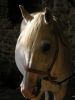 horse by Colin Hammerton