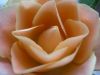 rosebud by Colin Hammerton