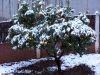 Cold Oranges in Cordoba, Spain