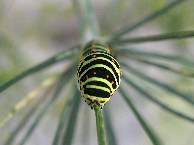 Swallow tail caterpillar head-on
