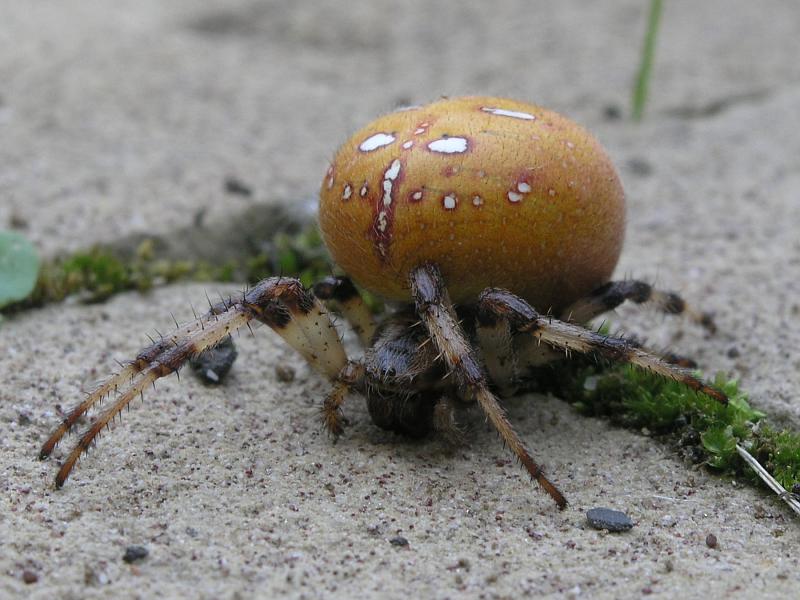 Orange Wheelweaving spider