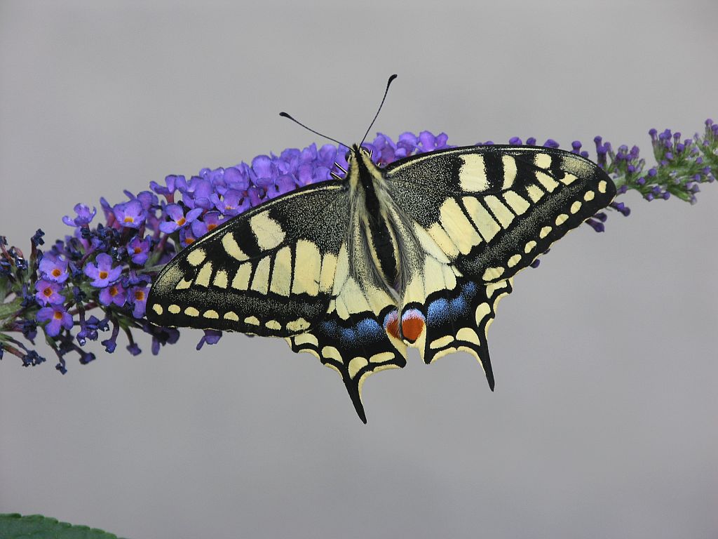 Swallowtail Butterfly