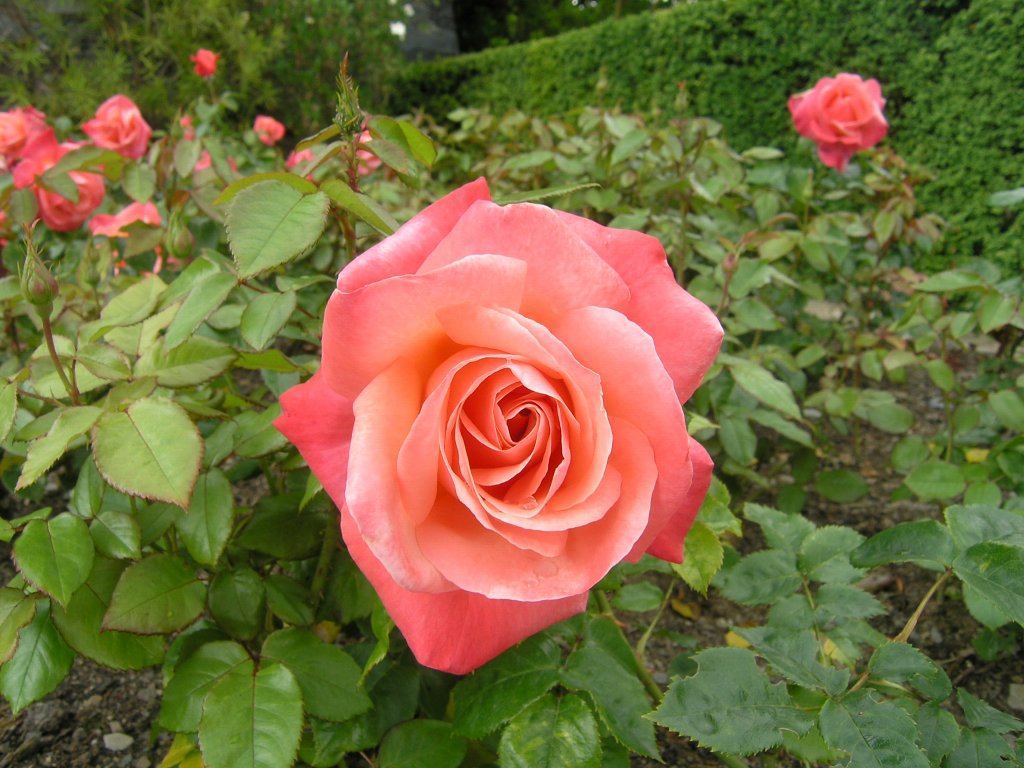 bodnant garden 01