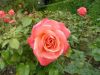 bodnant garden 01