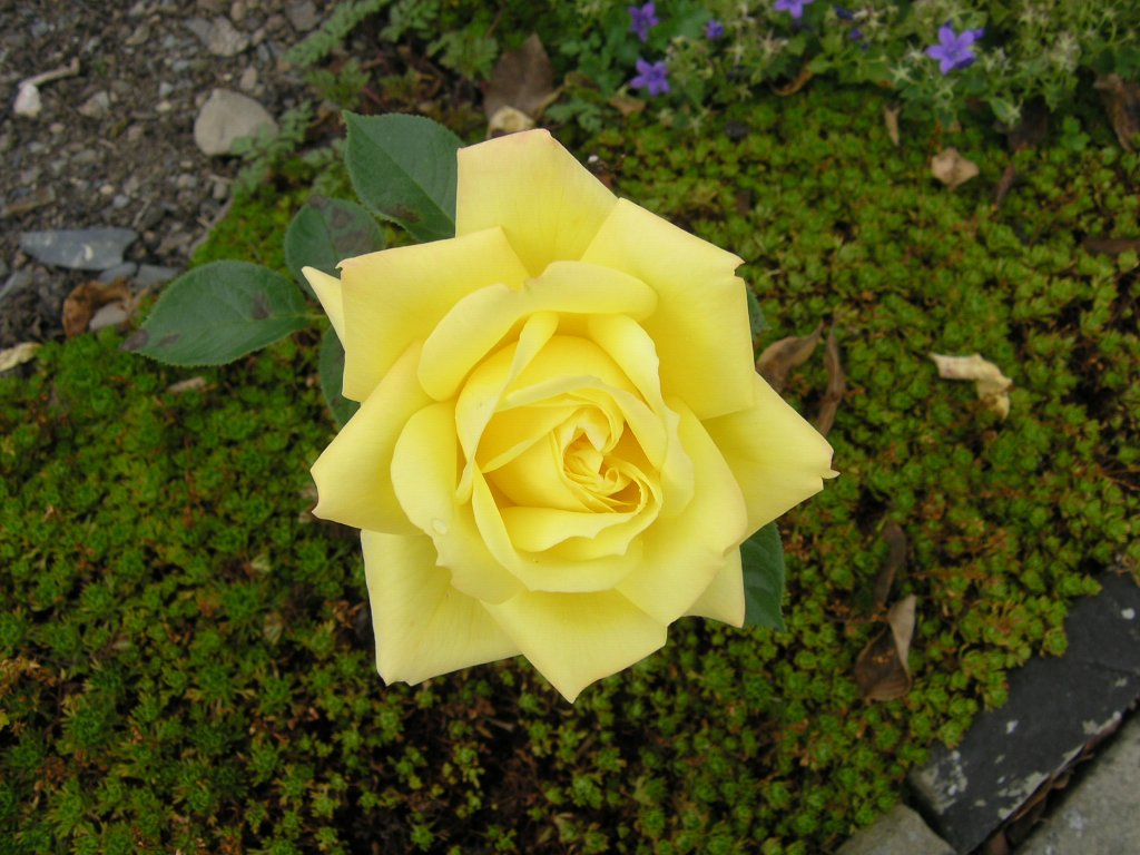 Bodnant garden 02