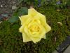 Bodnant garden 02