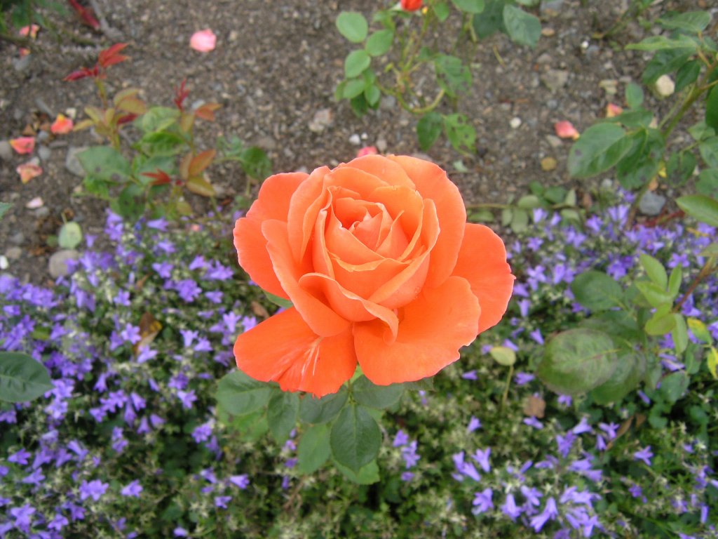 bodnant garden 03