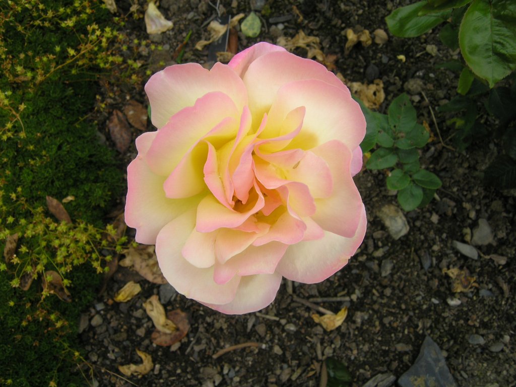 bodnant garden 04