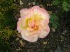 bodnant garden 04