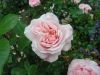 bodnant garden 05