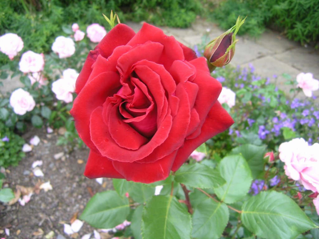 bodnant garden 06