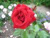 bodnant garden 06