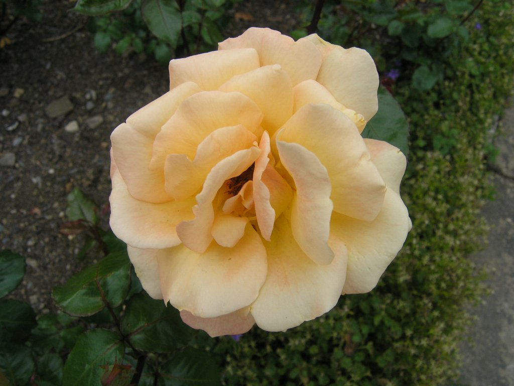 bodnant garden 07