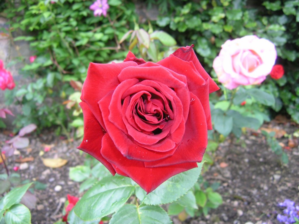 bodnant garden 08