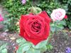 bodnant garden 08