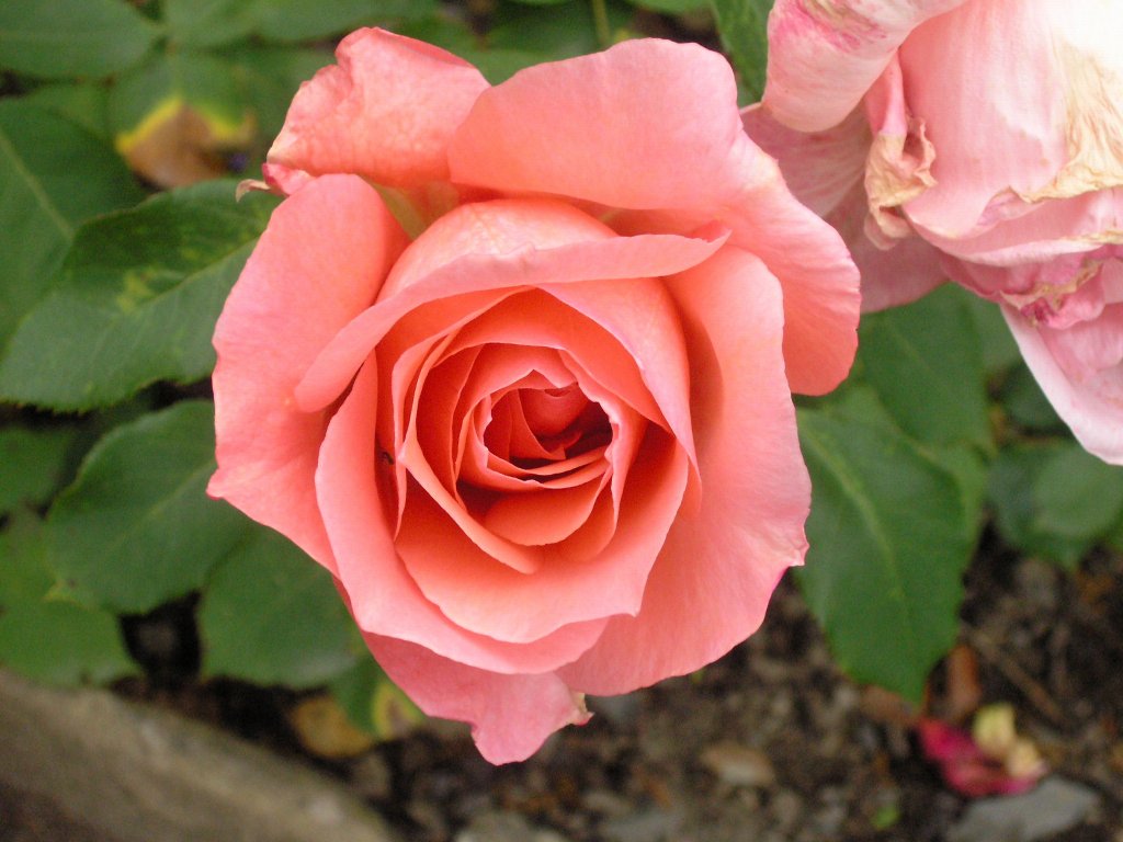 bodnant garden 09