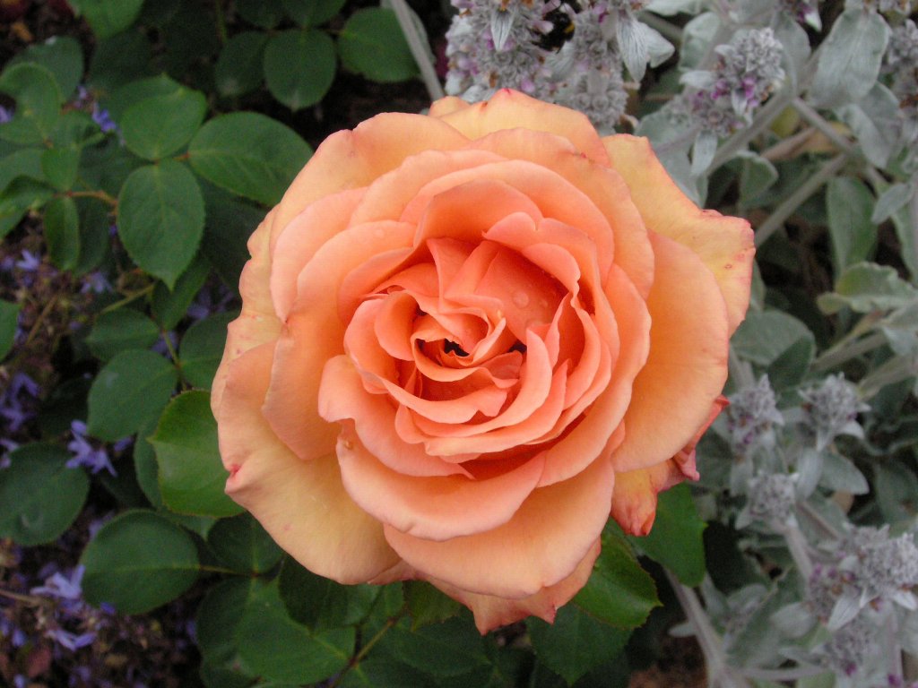 bodnant garden 10
