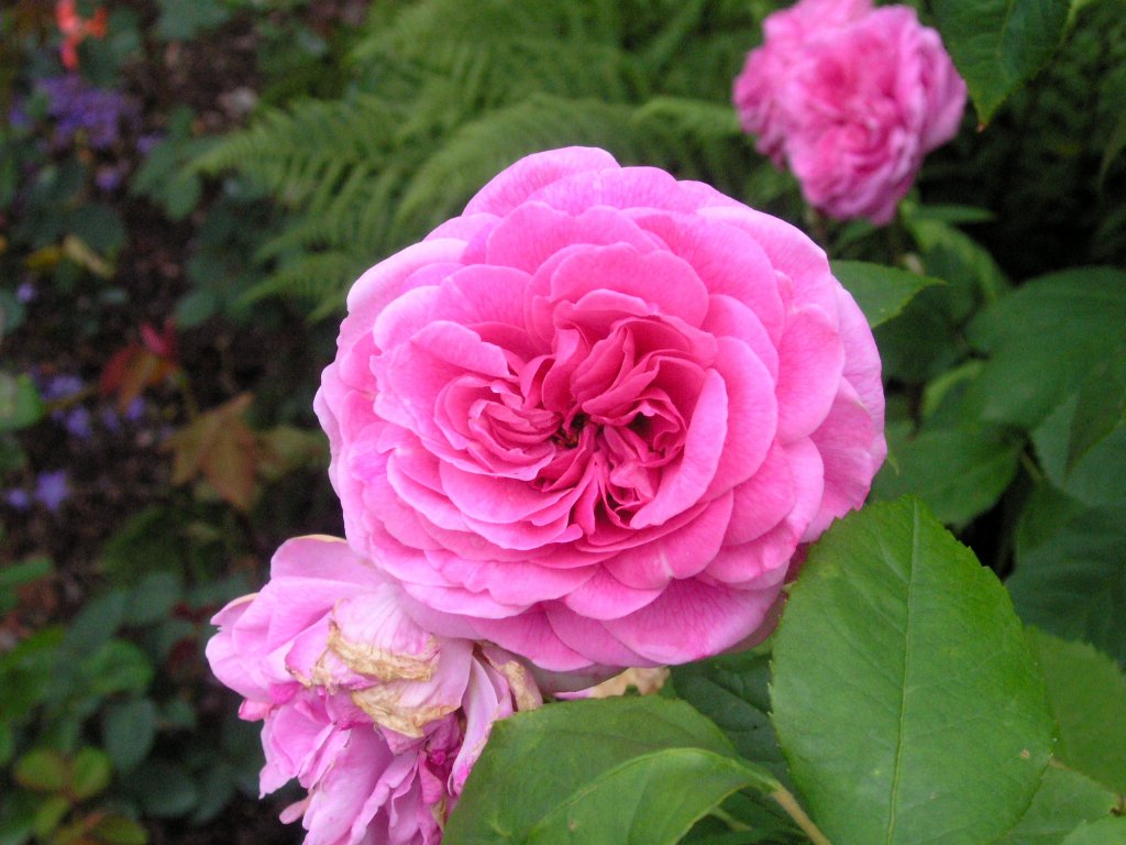 bodnant garden 11