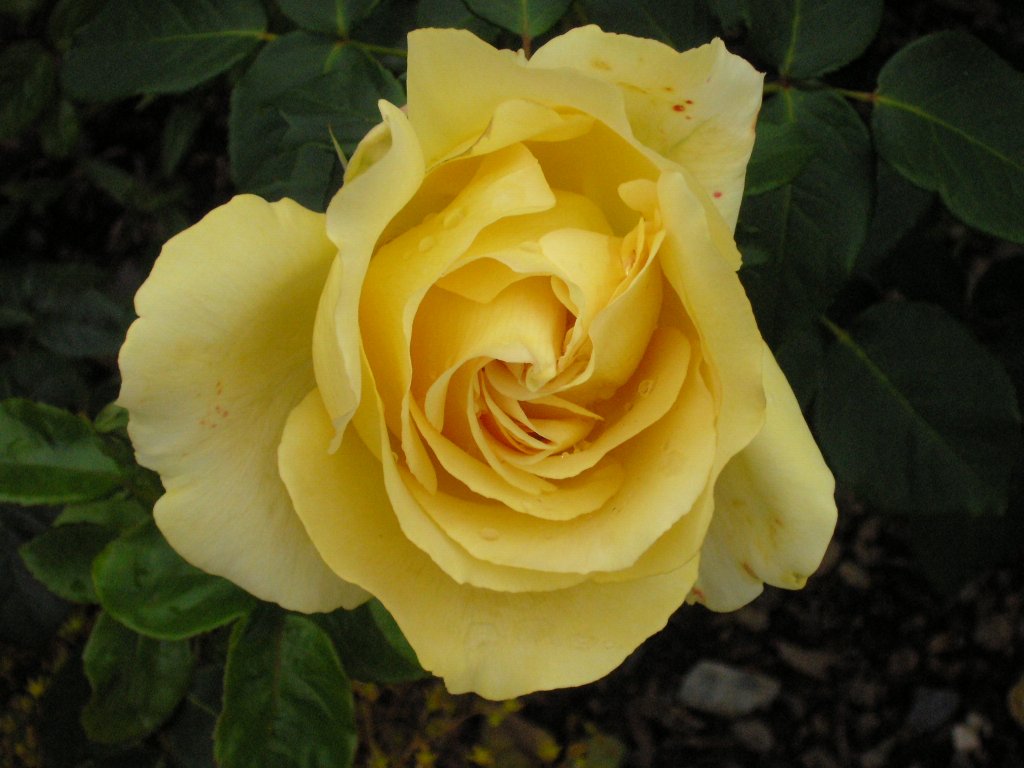 bodnant garden 12
