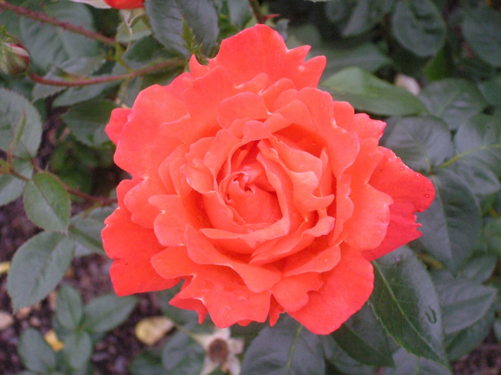 bodnant garden 14