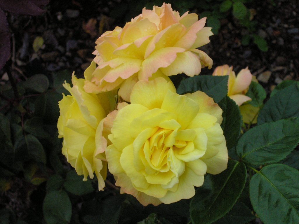 bodnant garden 15