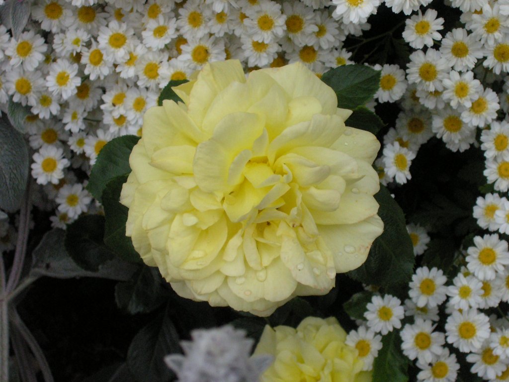 bodnant garden 16