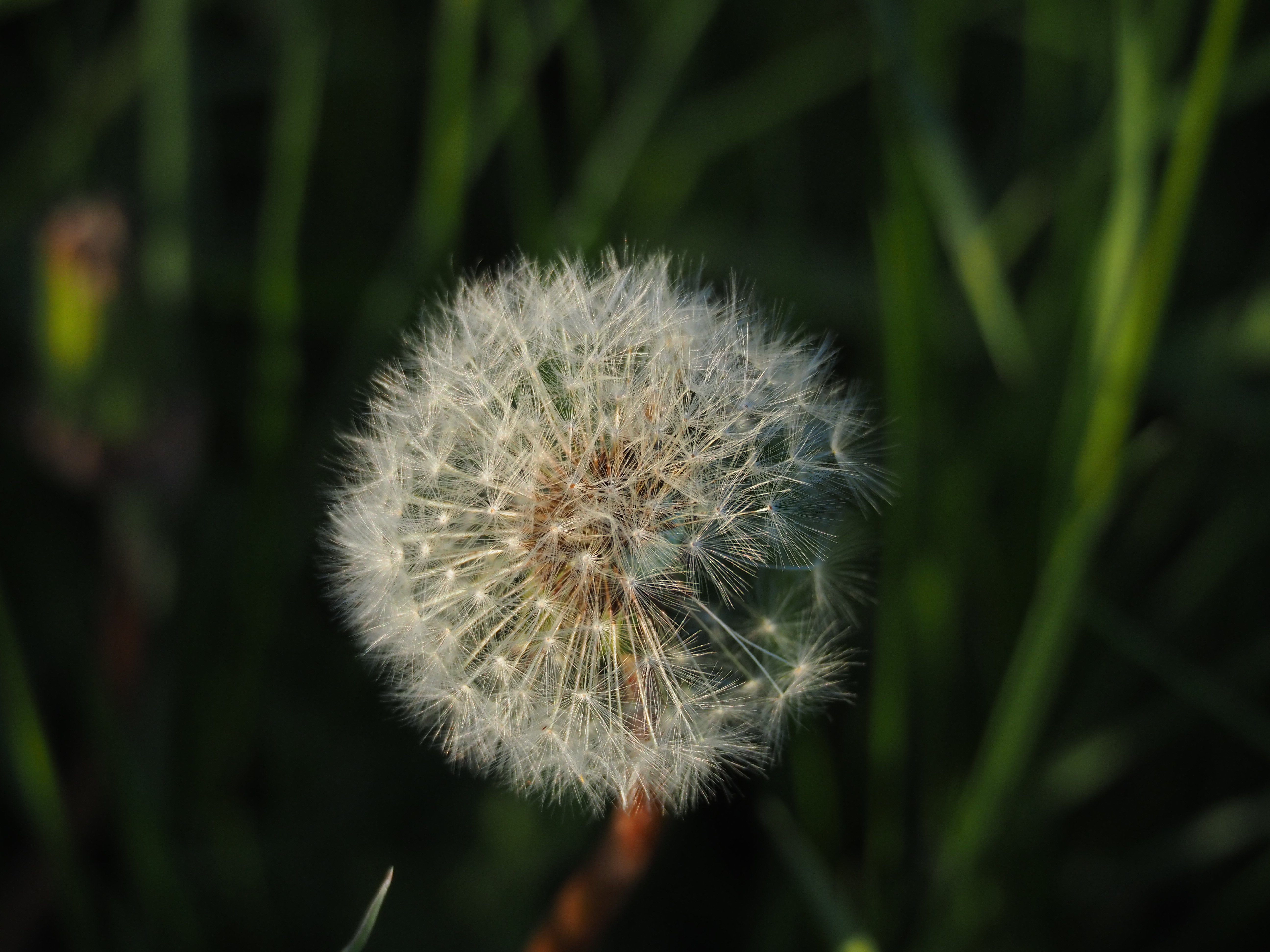 Dandelion