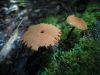 Mushrooms