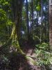 Rainforest 1