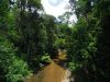 Rainforest stream by Alfred Molon