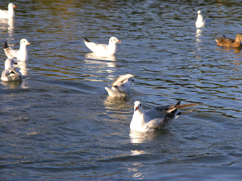 Seagulls at sunset in Munich