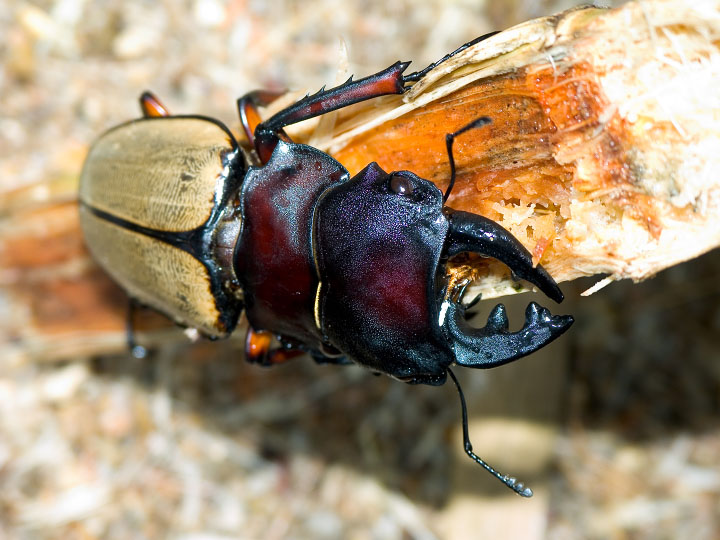 Giant Beetle