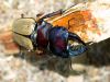 Giant Beetle