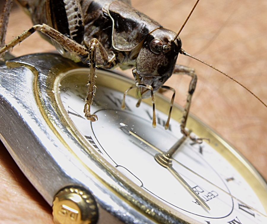 Hopper on wrist watch
