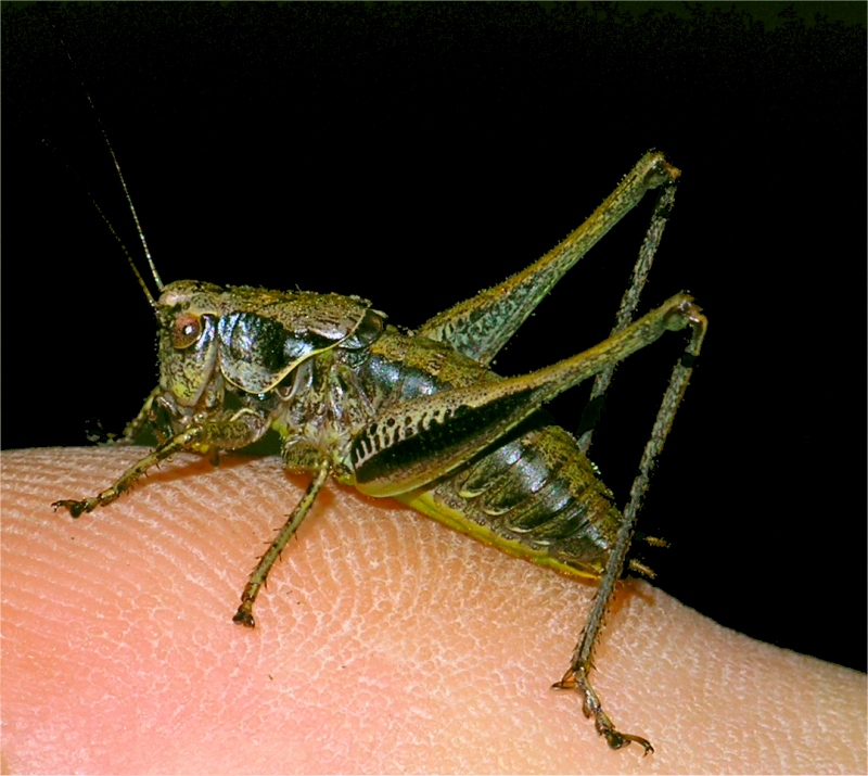 Hopper 8