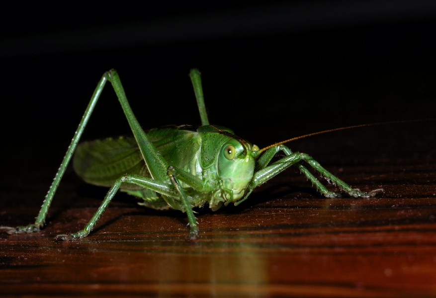 Big Hopper