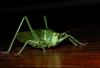 Big Hopper by Dirk Guttmann