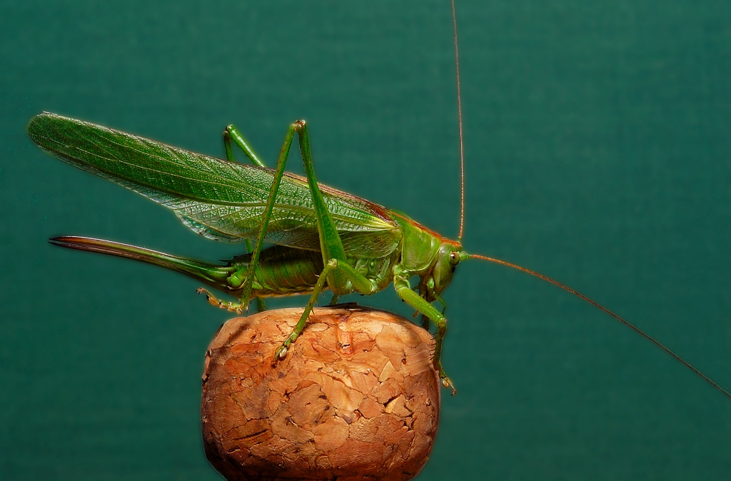 Hopper on bottle cork