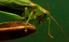 Hopper on wooden spoon