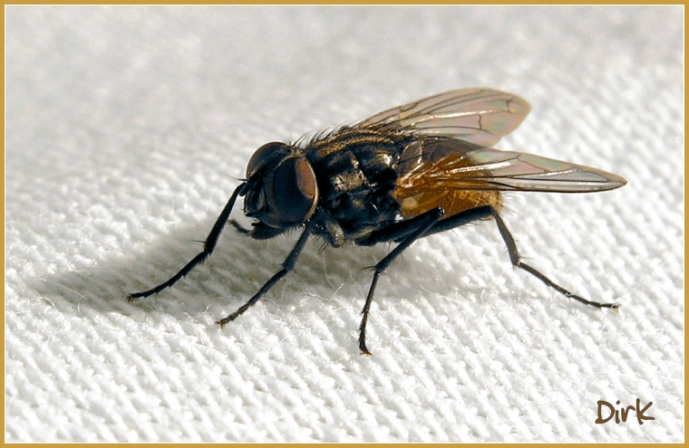 FLY (7mm)