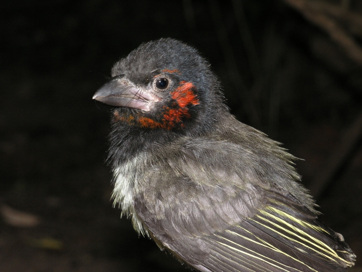 Bird 1