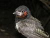 Bird 1 by Dirk Guttmann