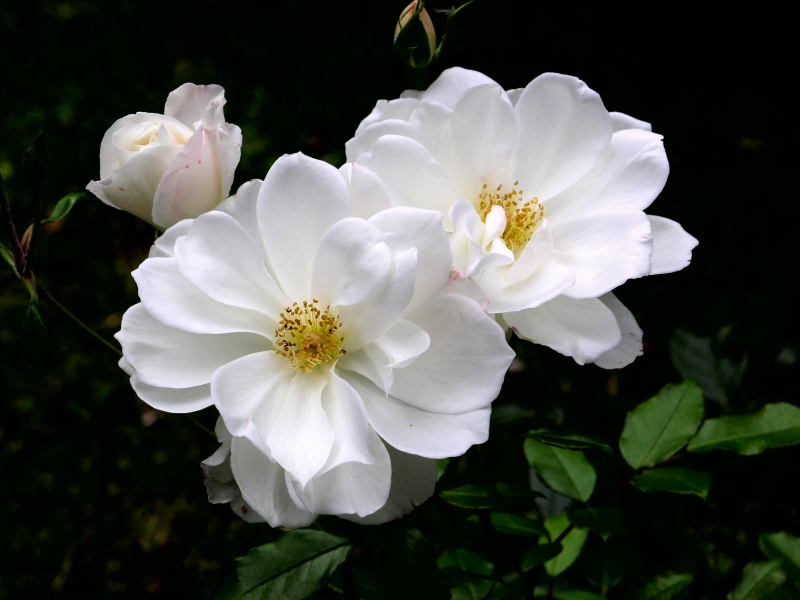 Roeschen
